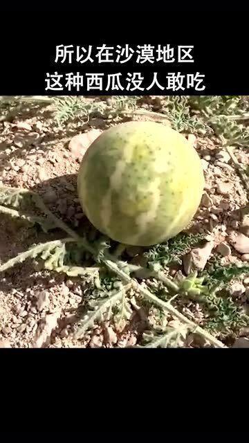 吃沙漠瓜的视频,揭秘沙漠瓜的独特魅力  第2张